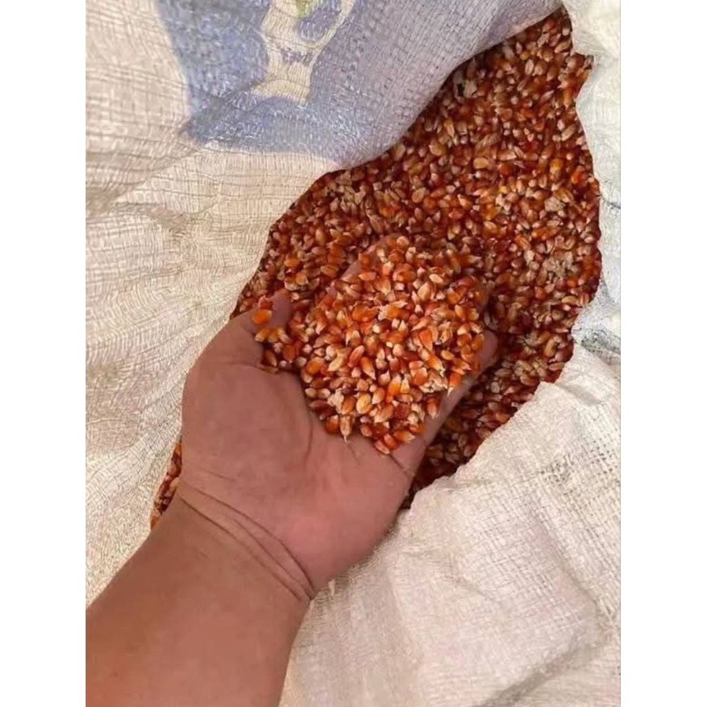 jagung kecil /mini kering bersih kemasan 1kg