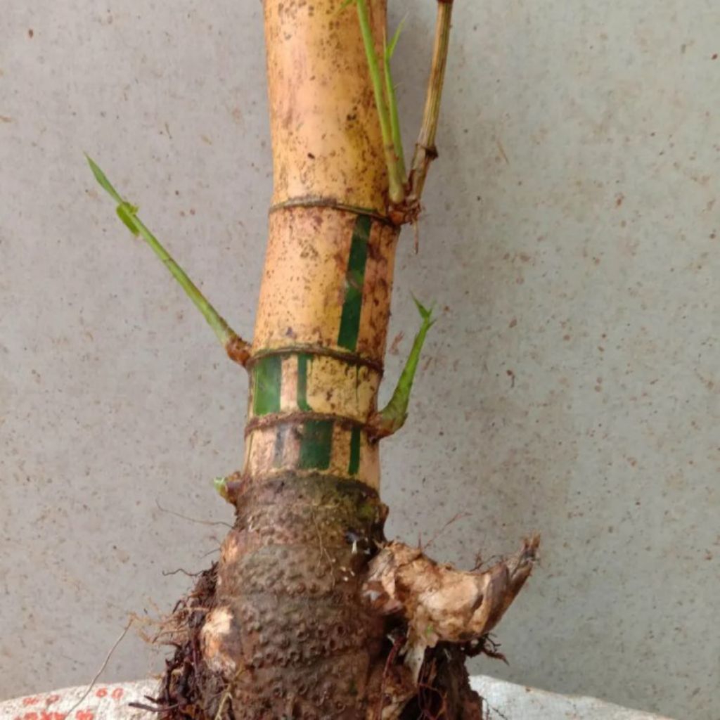 bonggol bambu kuning besar, bibit bambu kuning. tanaman bambu kuning.