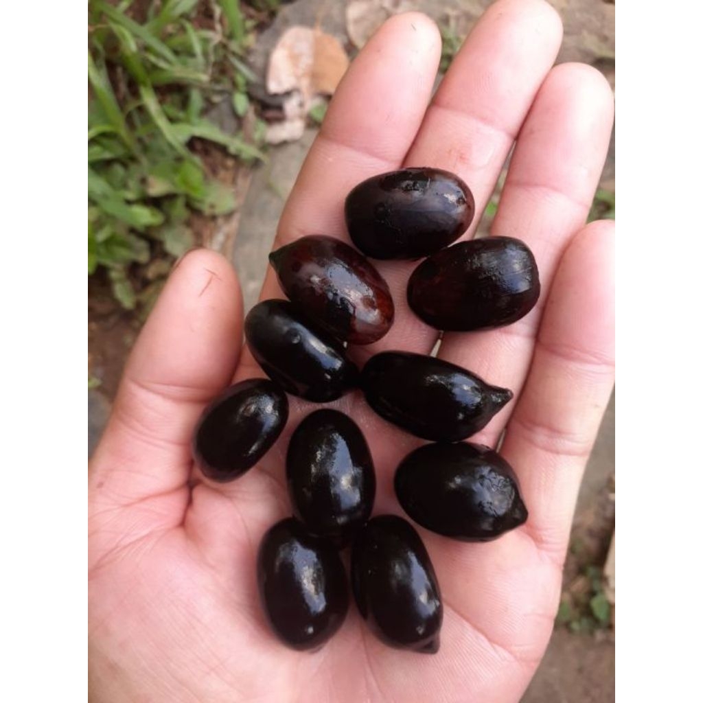 biji aren genjah bibit aren genjah siap semai