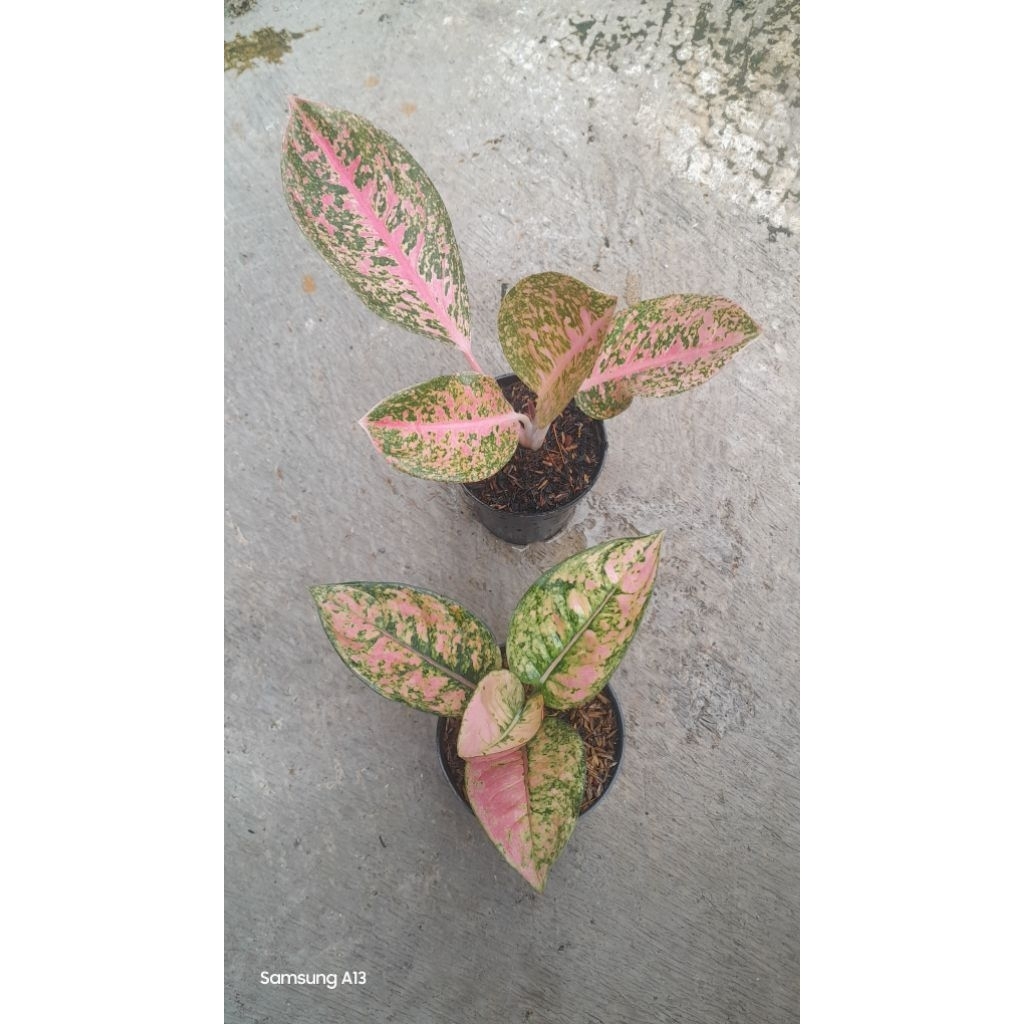 Paket 2 Aglonema 195K = Romeo & Ruby Fanta