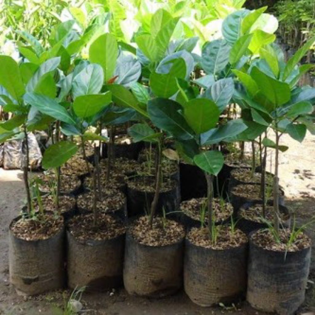 beli 5 gratis 1 bibit nangka buah tebal, tanaman nangka, bibit nangka, bibit buah nangka.