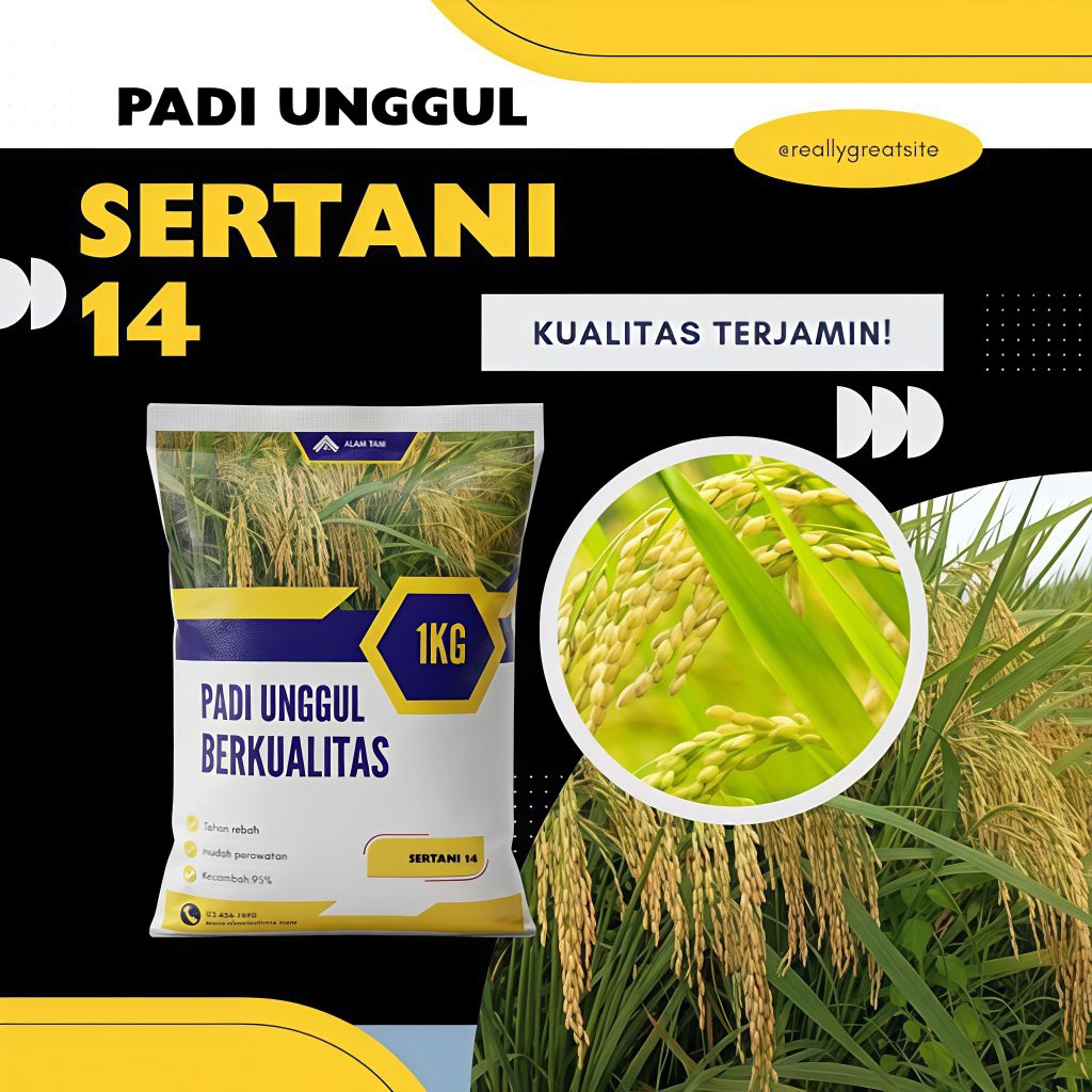 BIBIT PADI UNGGUL SERTANI 14 1KG BERKUALITAS ORIGINAL