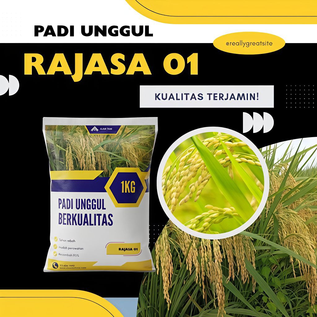 BIBIT PADI RAJASA 01 KEMASAN 1KG BERKUALITAS ORIGINAL