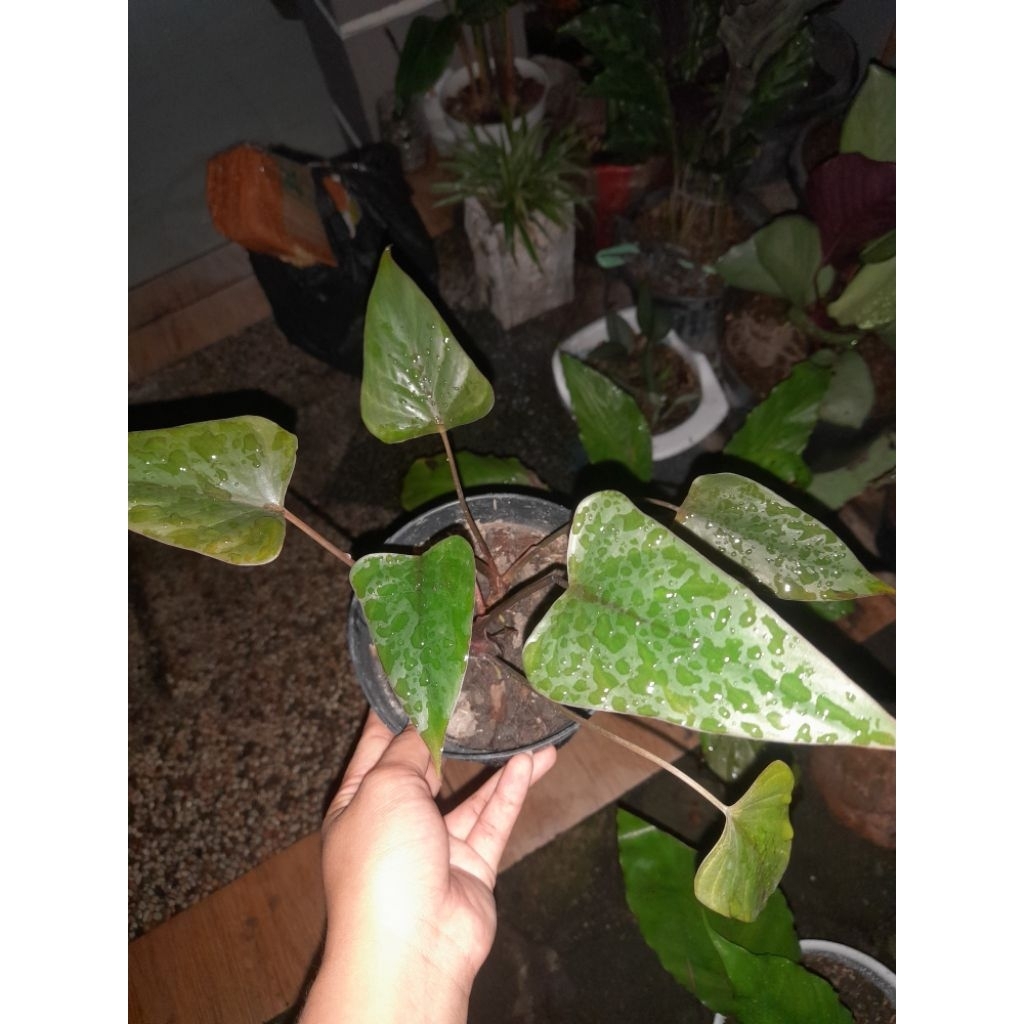 Tanaman Homalomena Black cardinal murah