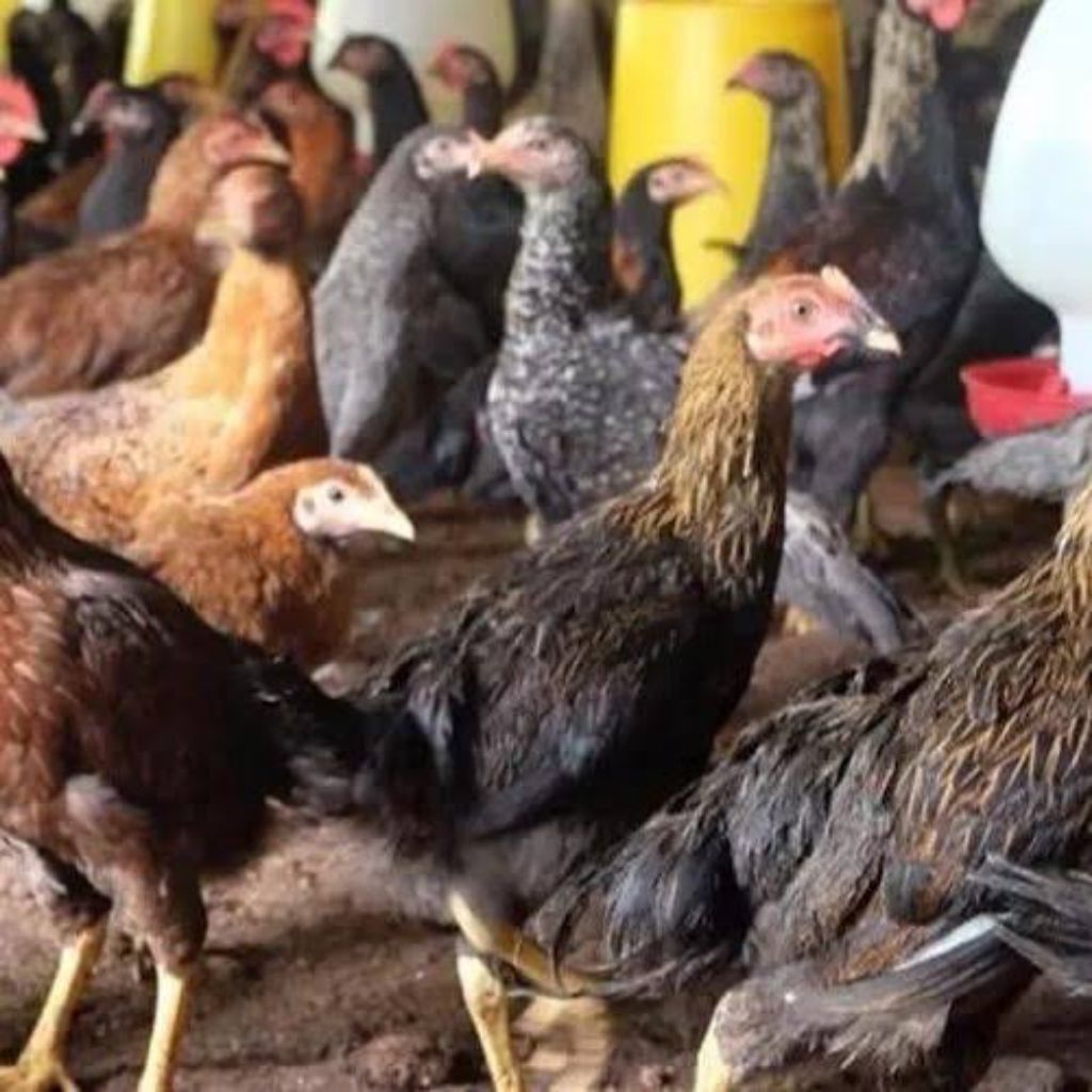 ayam hidup ayam kp asli