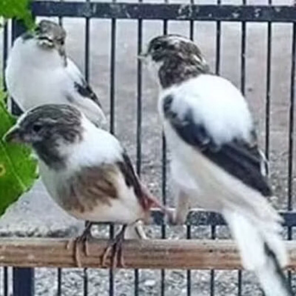 Kenari Loper panda pilihan jantan