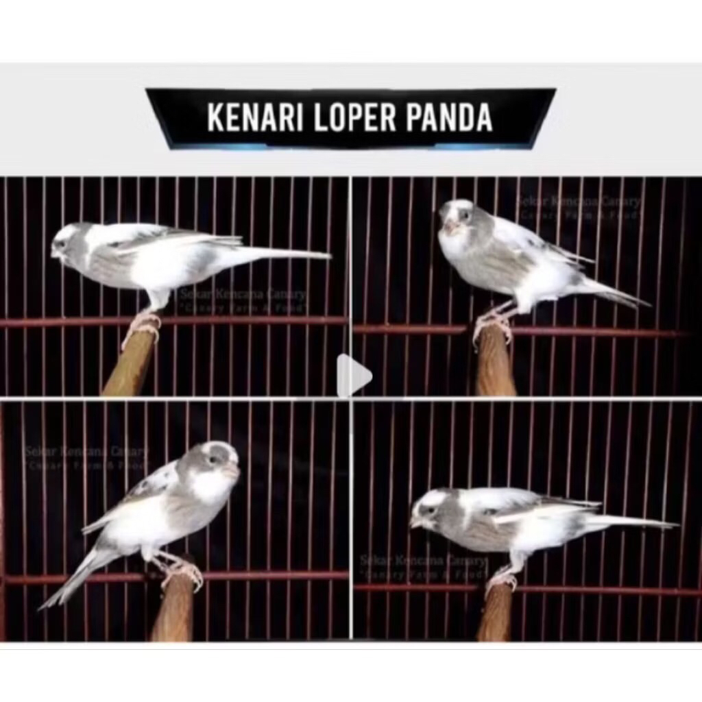 Kenari panda Loper jantan