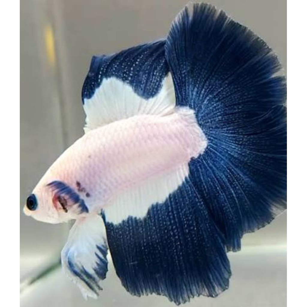 Halfmoon blue rim top 1