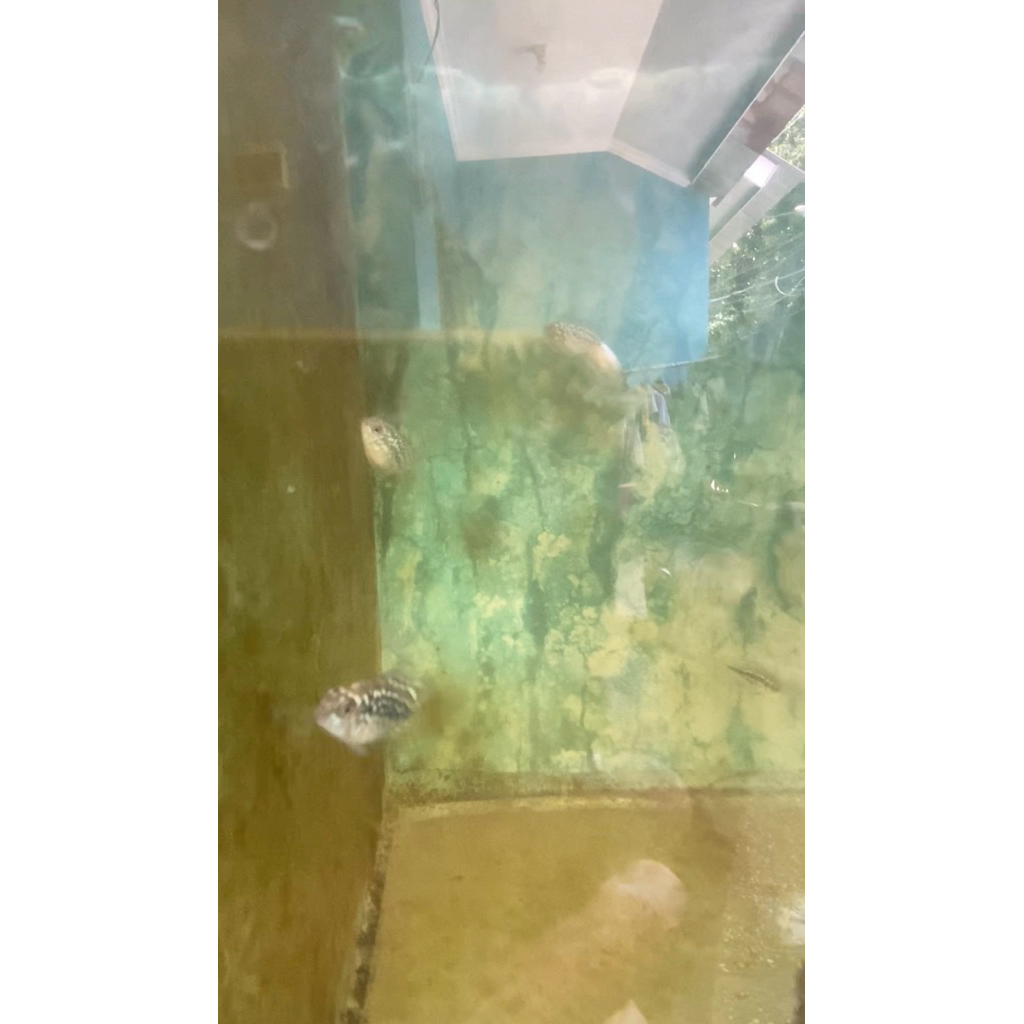 burayak kamfa f2 gen thailand