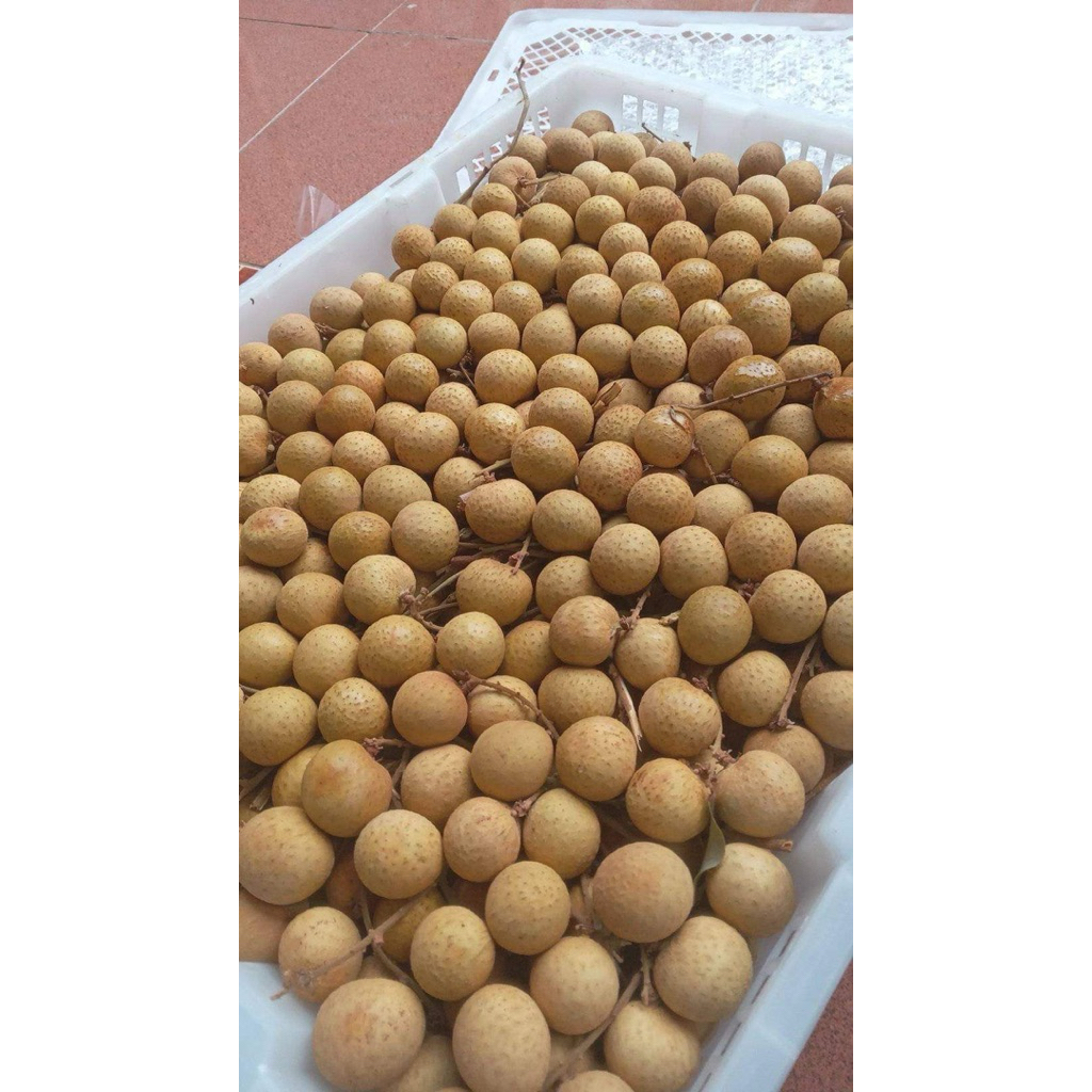 Buah longan | kelengkeng | buah segar