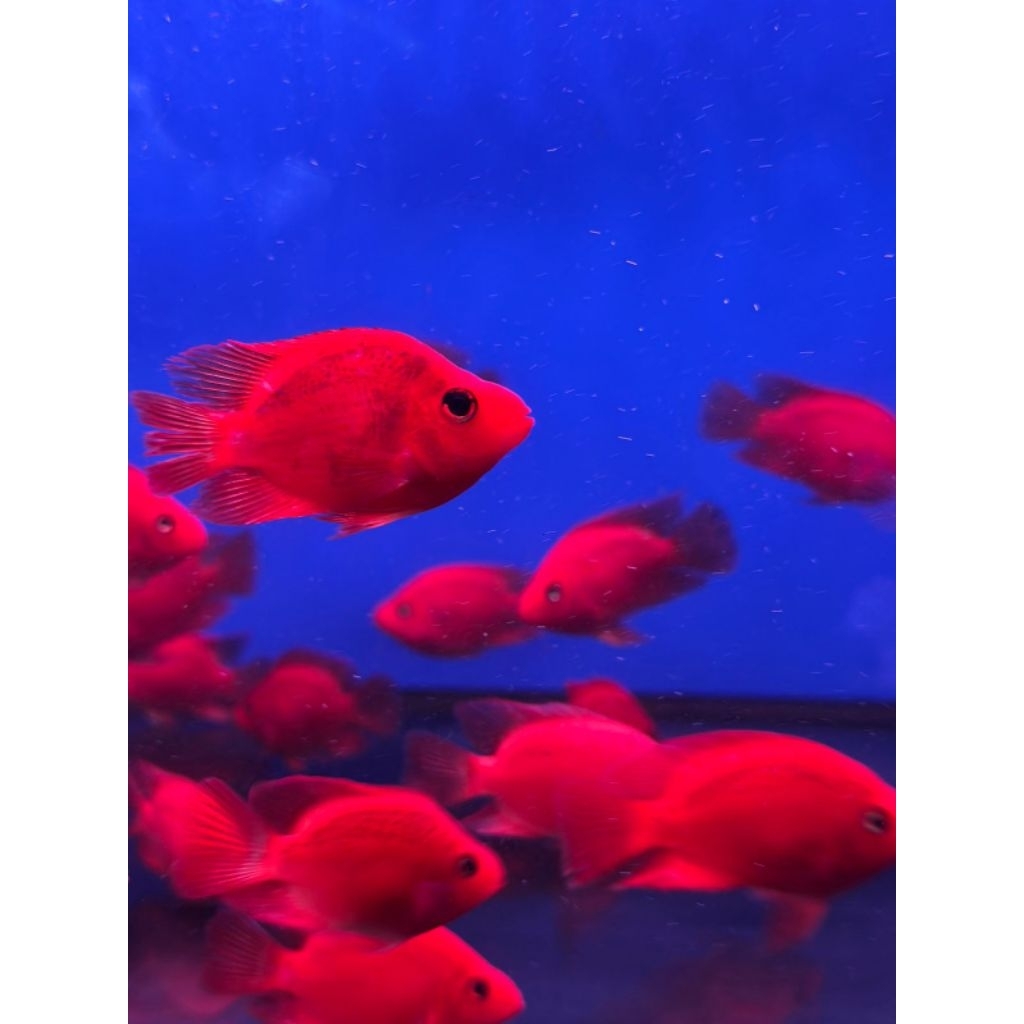 RED PARROT FISH GRADE A - WARNA MERAH CERAH