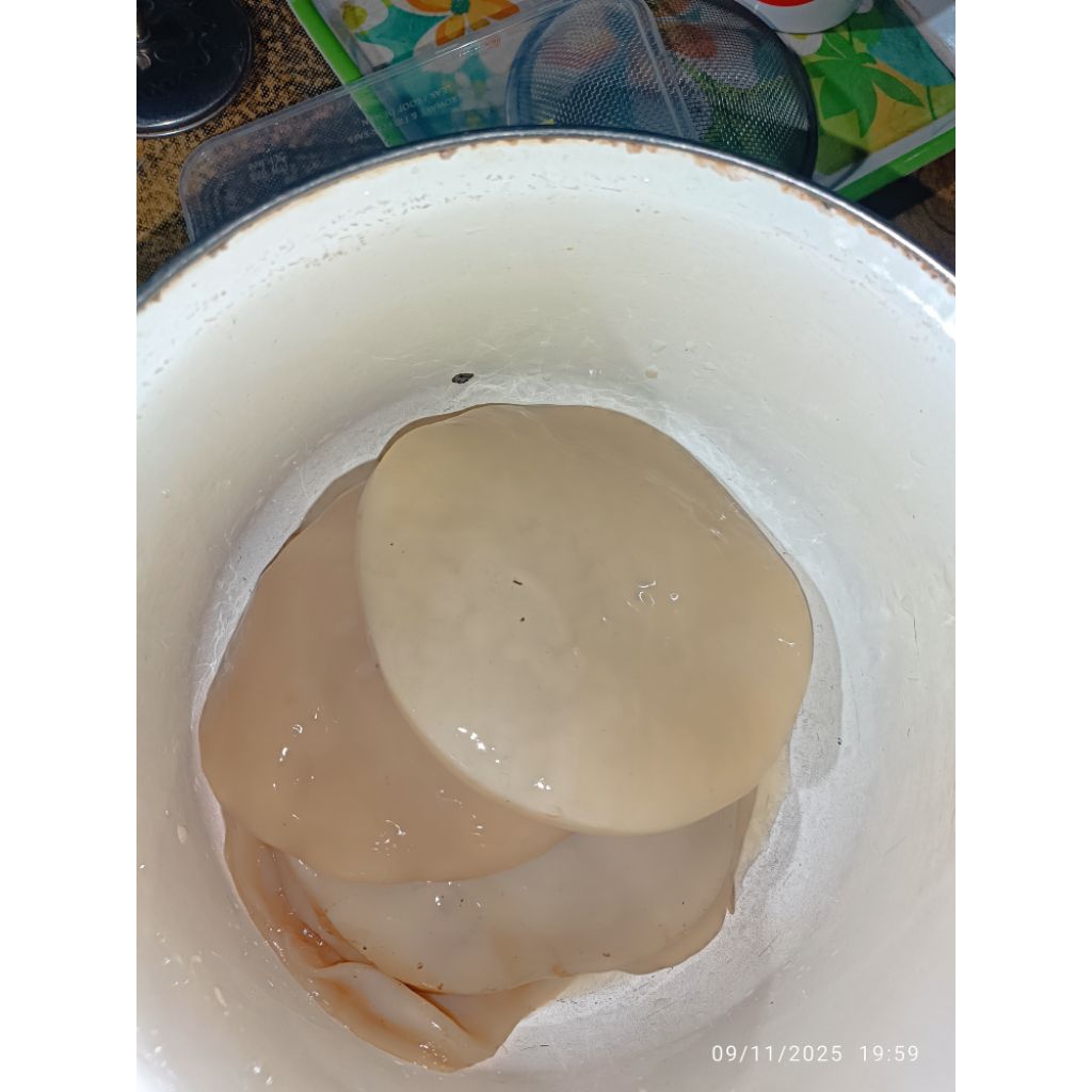 scoby kombucha