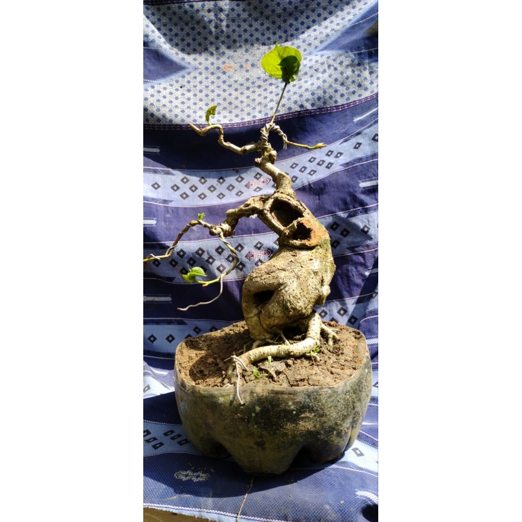 bonsai waru lokal bonsai jadi siap pajang siap kontes ukuran mame bonsai extreme bonsai meliuk