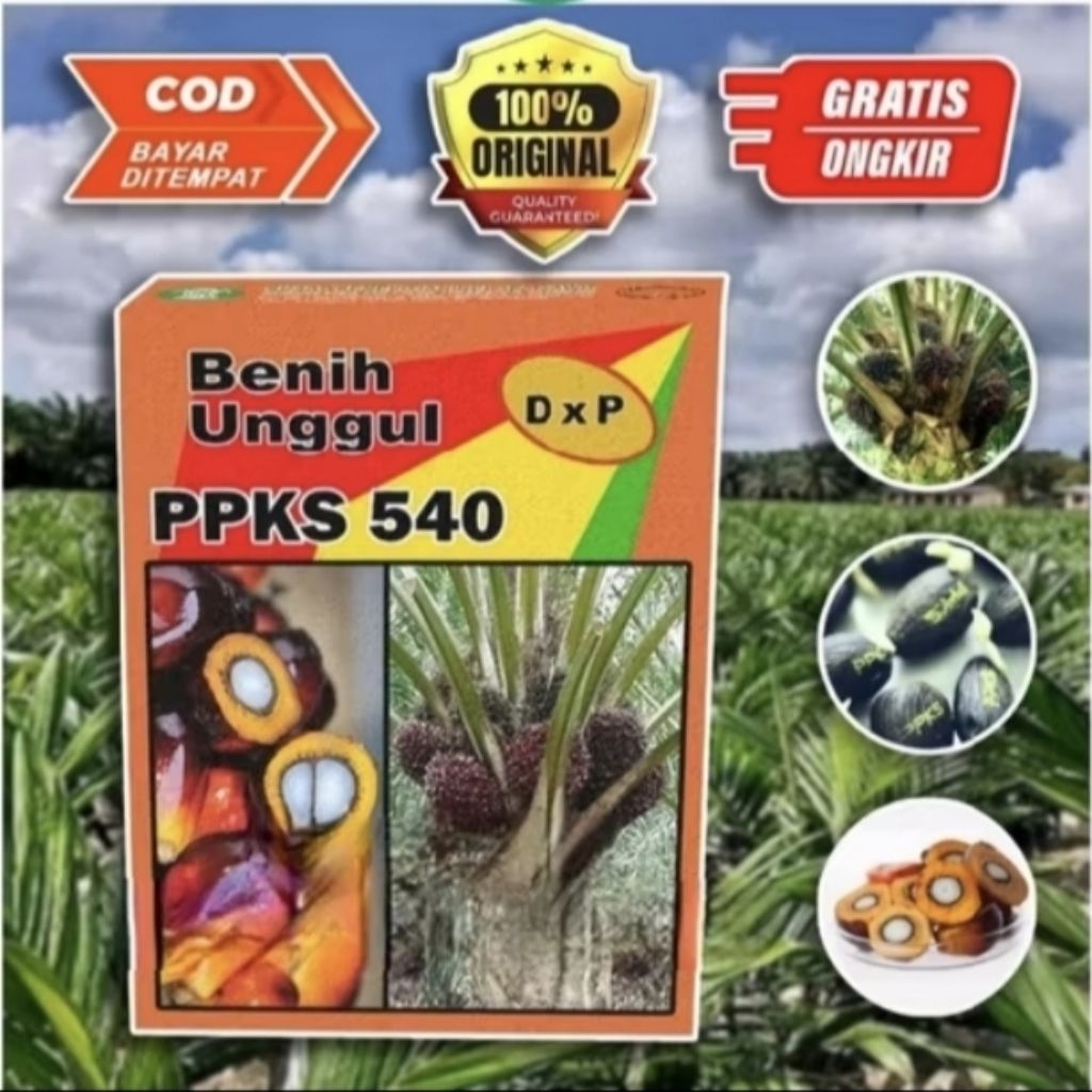 Kecambah kelapa sawit DXP PPKS 540 bersertifikat isi 250 butir