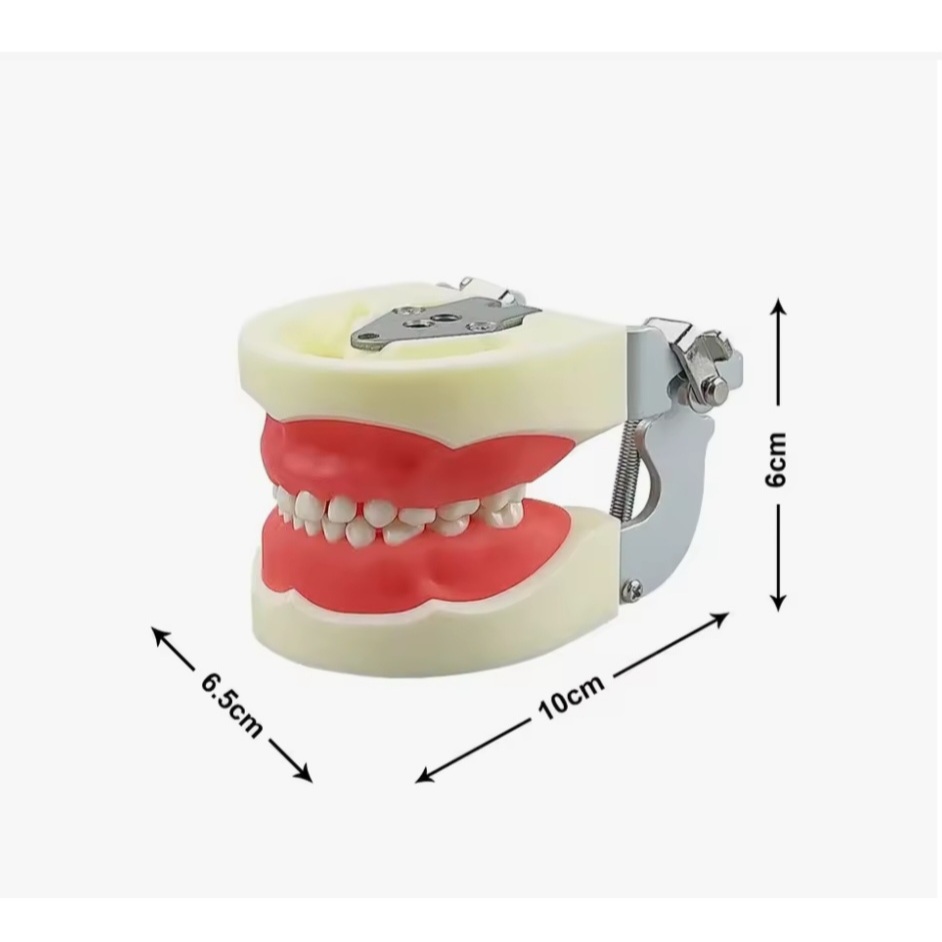 Model Gigi Anak dengan 24 Gigi Resin Lepasan Model Rahang Typodont