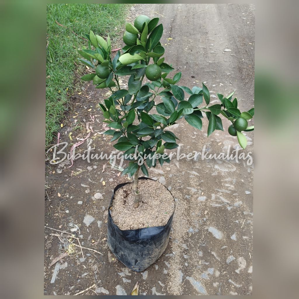 bibit jeruk baby Java berbuah super