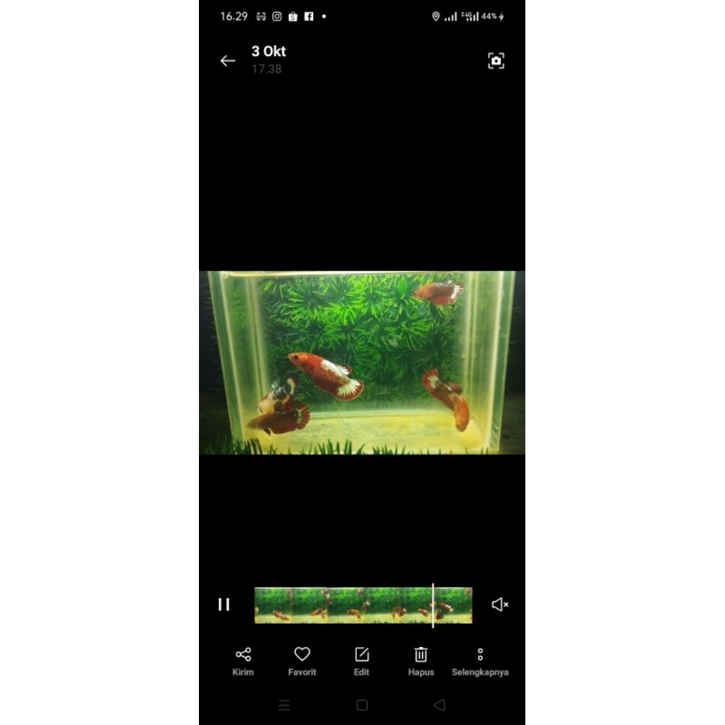 Cupang Female FCCP RED