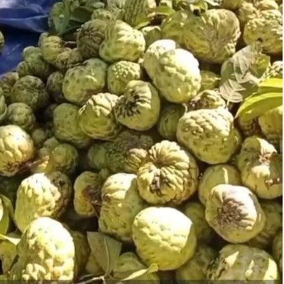 srikaya jumbo / srikaya ausy