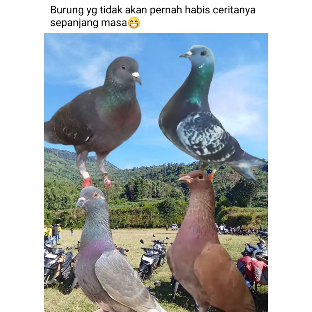 Burung Merpati satuan (Tinggian & kolong) jantan