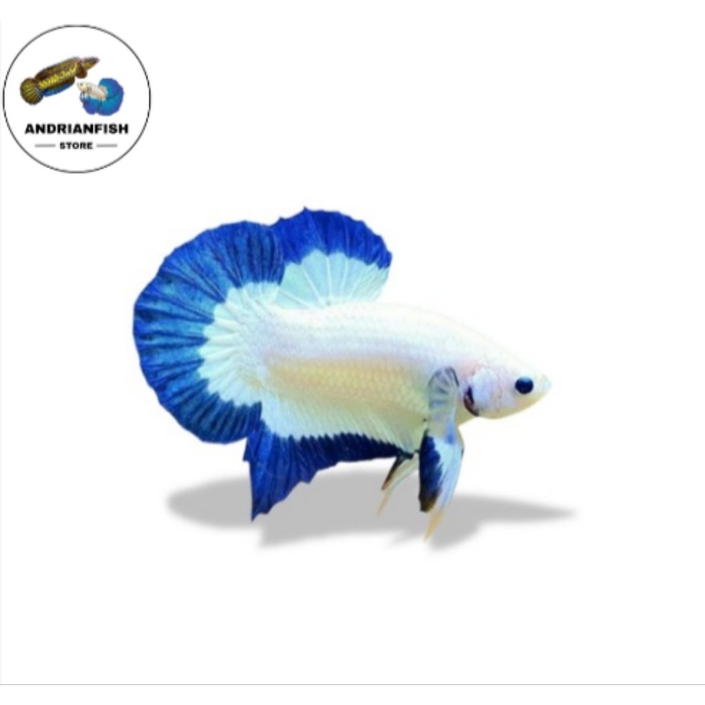 blue rim grade A+++ |Best seller |top grade.