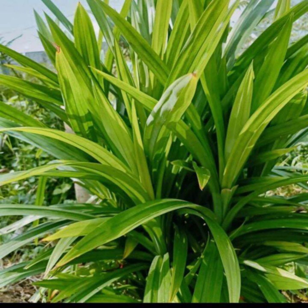 bibit pandan wangi, tanaman pandan, bibit tanaman pandan, tanaman herbal pandan.