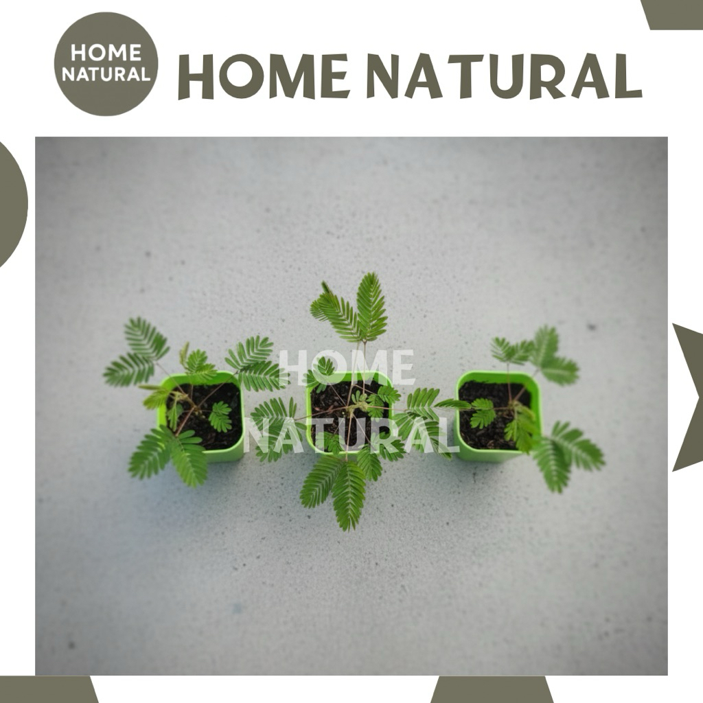 Tanaman Putri Malu / Bibit Herbal Putri Malu