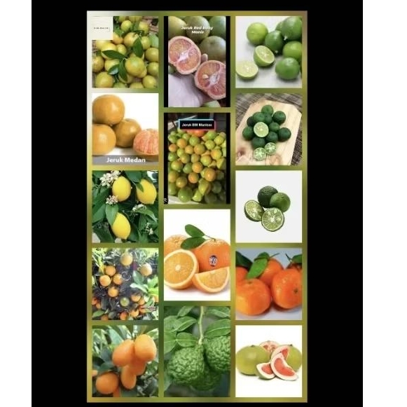 Indukan Pohon Jeruk Besar