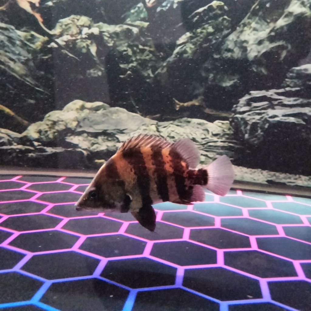 DATZ NGT PAPUA 14CM +- CERAH WARNA STABIL