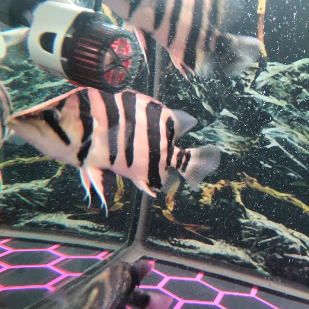 DATZ SUMATRA GOLD JUMBO 18cm GRADE 4 BAR SIMETRIS CROSSNECK