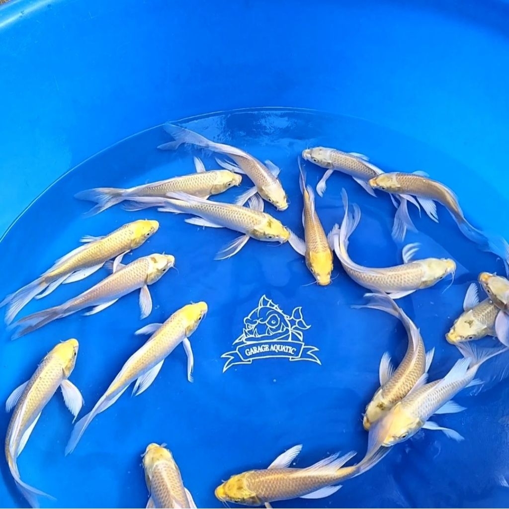 (INSTANT) IKAN KOI YAMABUKI OGON SLAYER KUMPAI IKAN HIAS AQUARIUM KOLAM