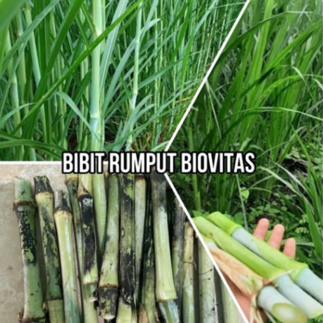 Bibit Rumput (GAJAH BIOVITAS) Untuk Pakan Ternak Domba, Kambing, Sapi, Kura-kura dan Unggas