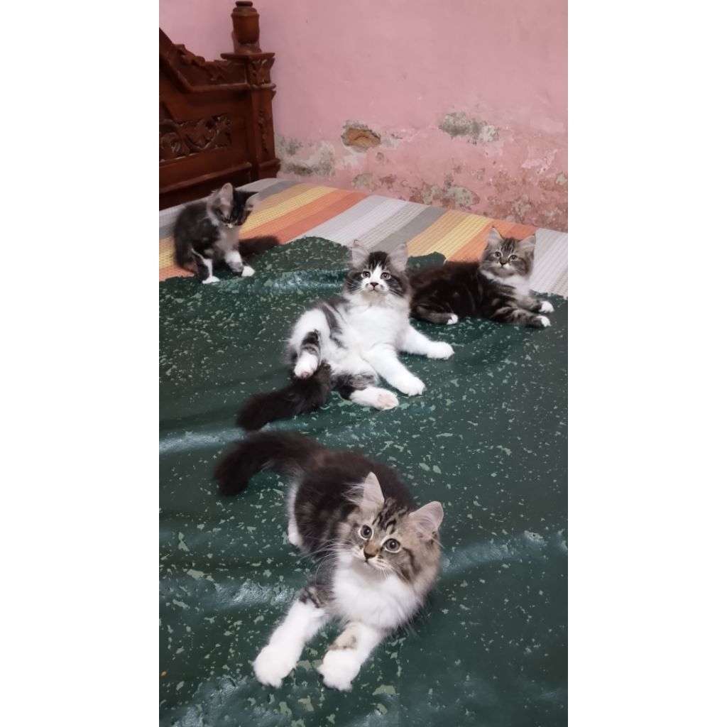 KUCING Maincone /Persia /Bigbone Longhair medium
