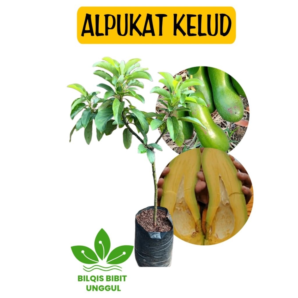 BIBIT ALPUKAT KELUD(ALPUKAT SUBANG)