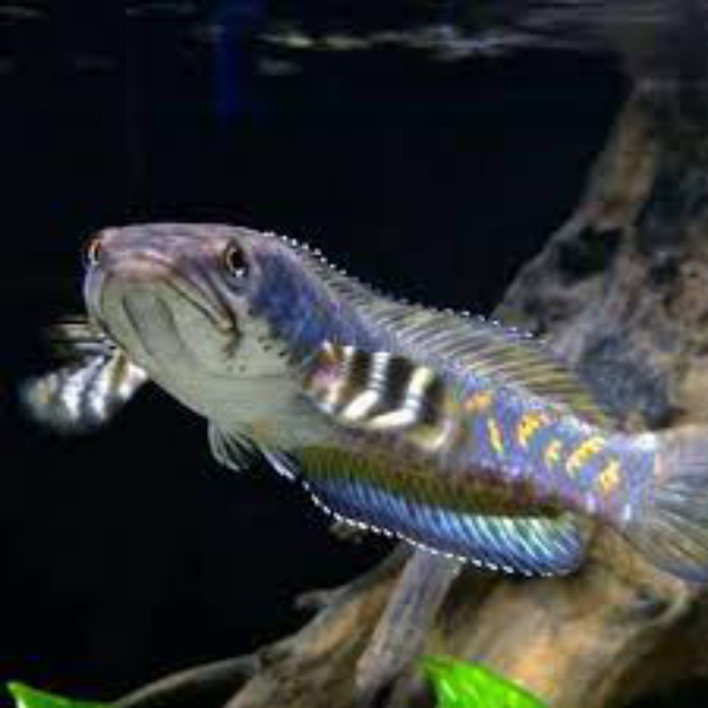 Blue Pulchra 12-13 cm