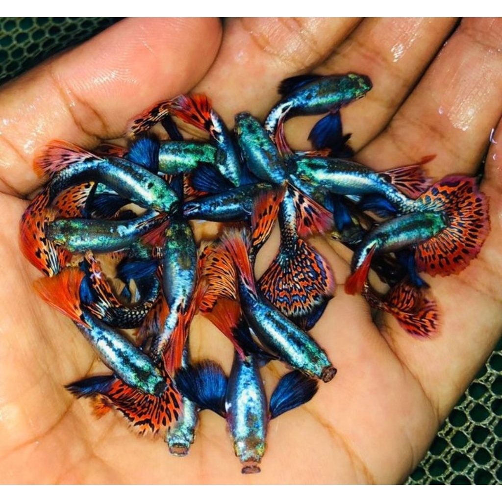 Stiker . Guppy PRMDE (platinum red mozaik dumbo ear)