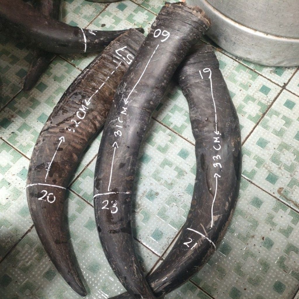 tanduk kerbau cocok untuk gagang dan sarung pisau sembelih