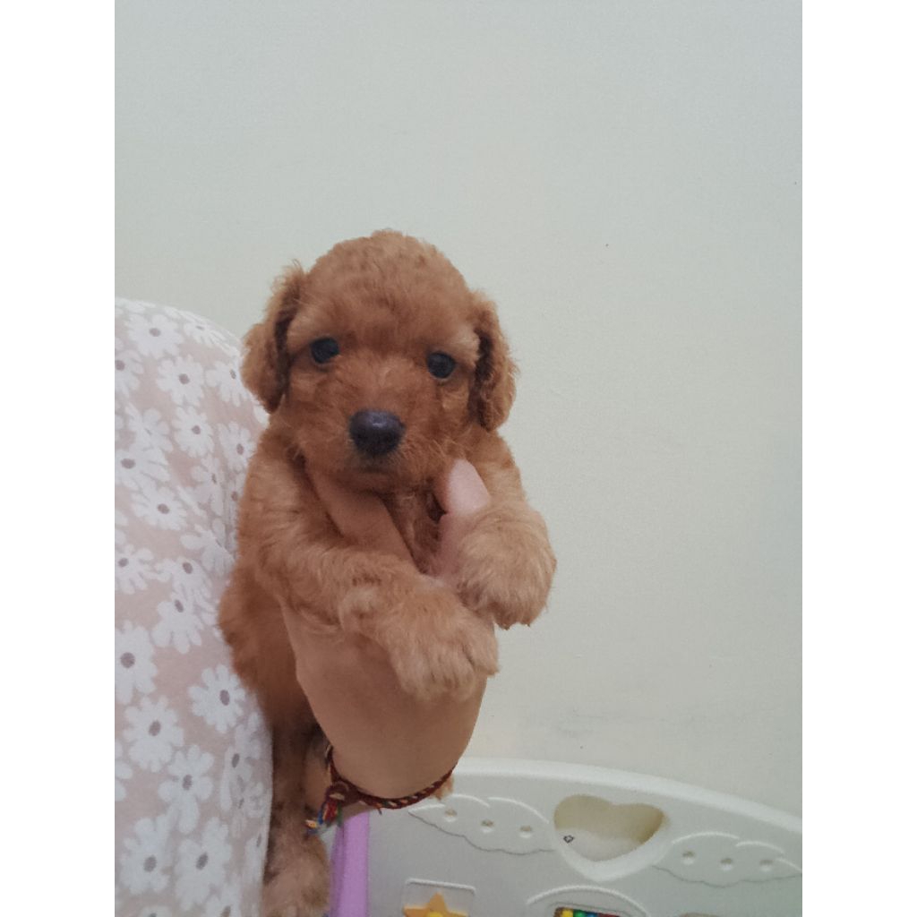 anakan poodle asli only medan