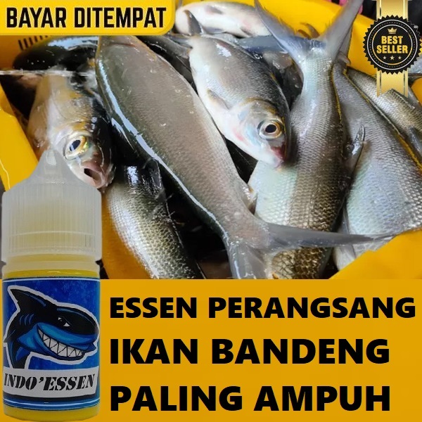 ESSEN PERANGSANG IKAN BANDENG PALING AMPUH – LANGSUNG KERJA & CEPAT STRIKE