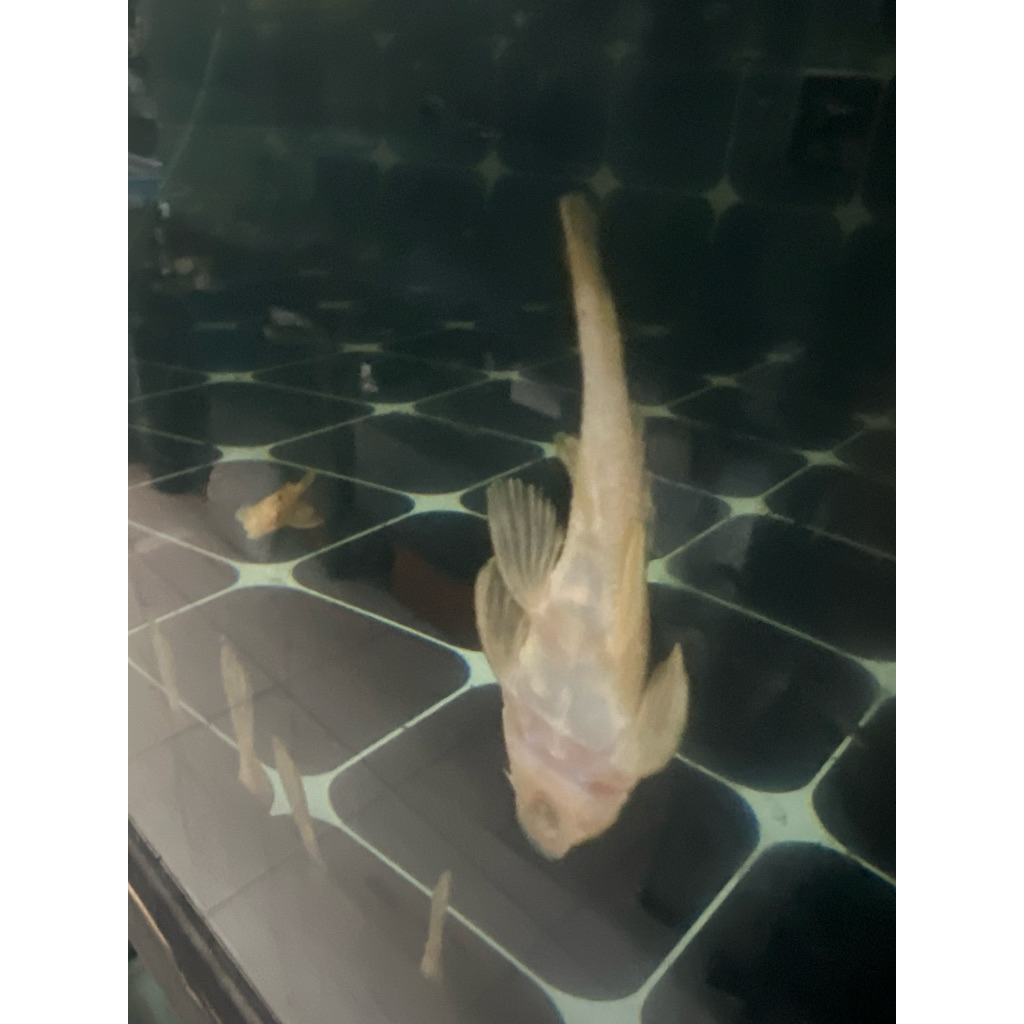 gibicep kecil pembersih aquarium