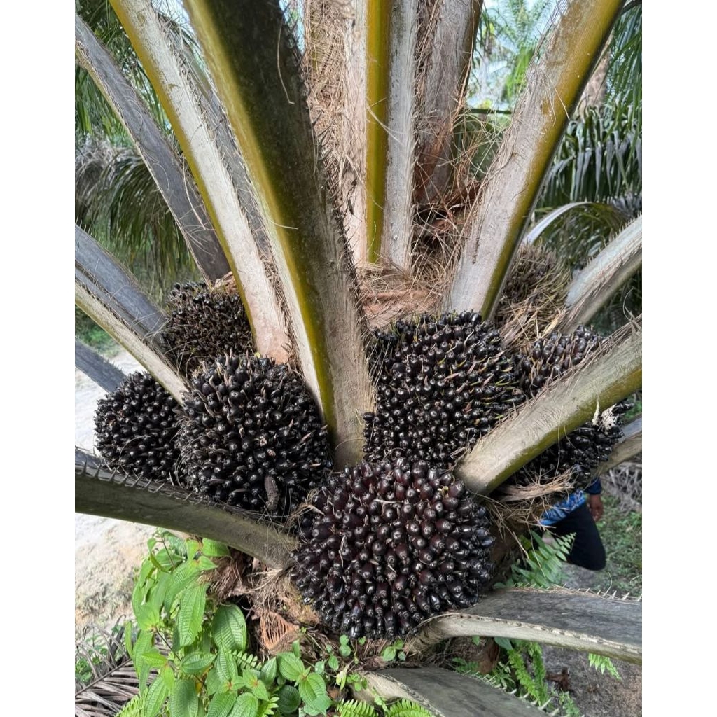 Benih Sawit Unggul Tenera GOLDEN unggul