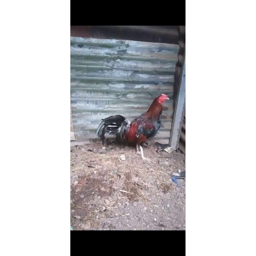 ayam philipin usia  5,5 bulan