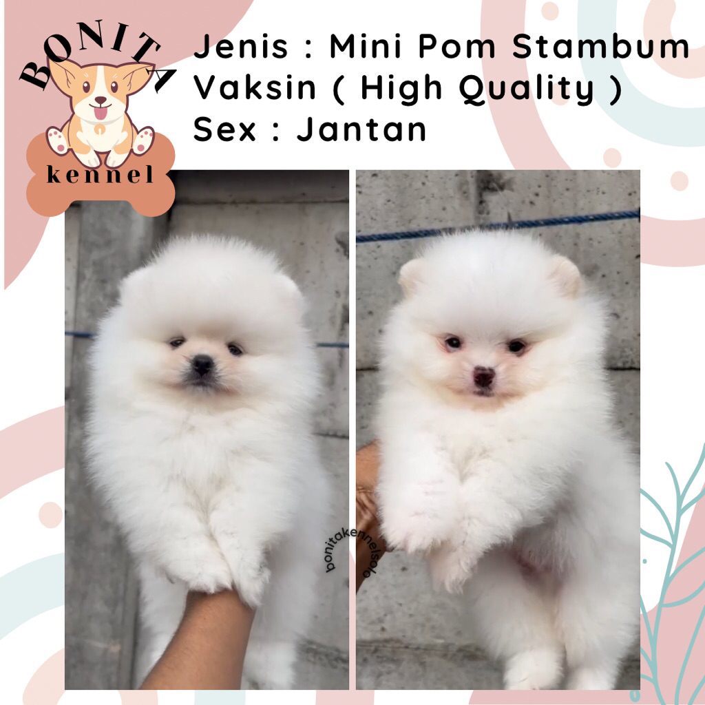 Mini Pom Stambum Jantan Betina Particolor Sable Anak Anjing Minipom Mini Pomeranian