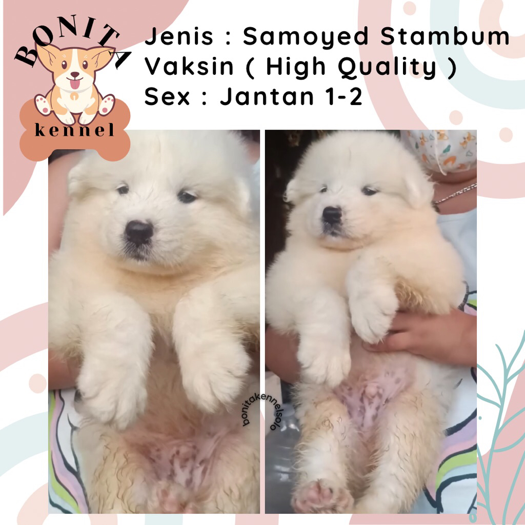 Samoyed Stambum Anak Anjing Samoyed Jantan Betina