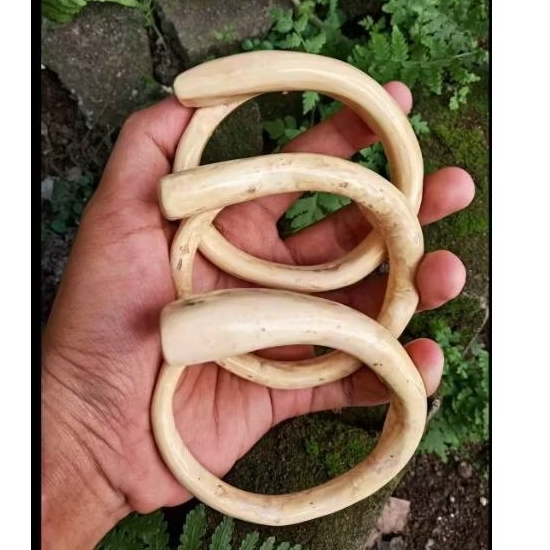 Gelang Akar Bahar Putih Size Jumbo Asli