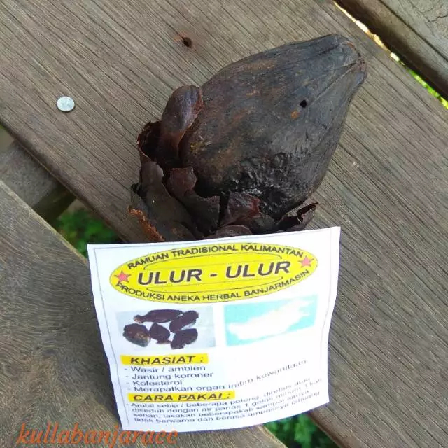 Ulur Ulur Ramuan Tradisional Kalimantan
