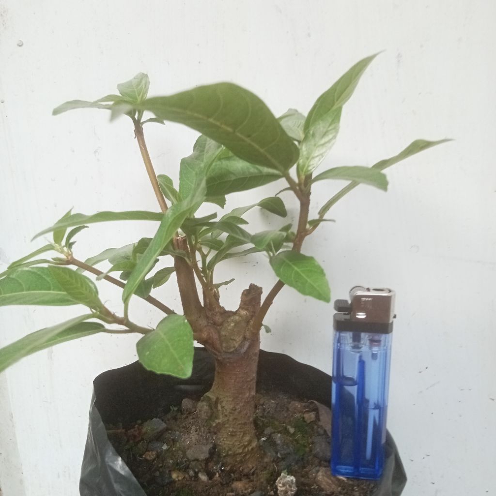 bahan bonsai Loa