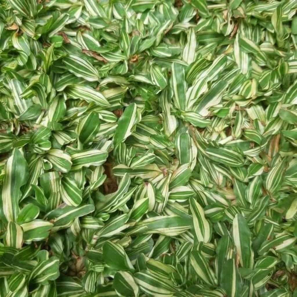 RUMPUT GAJAH MINI VARIGATA PERPOTEL / Rumpun hidup rumput tmaan kuburan