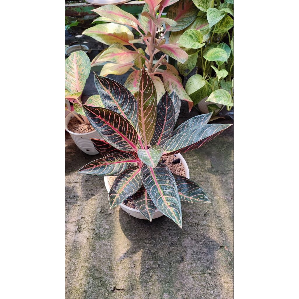 pried of sumatra anakan - baby aglonema red sumatra