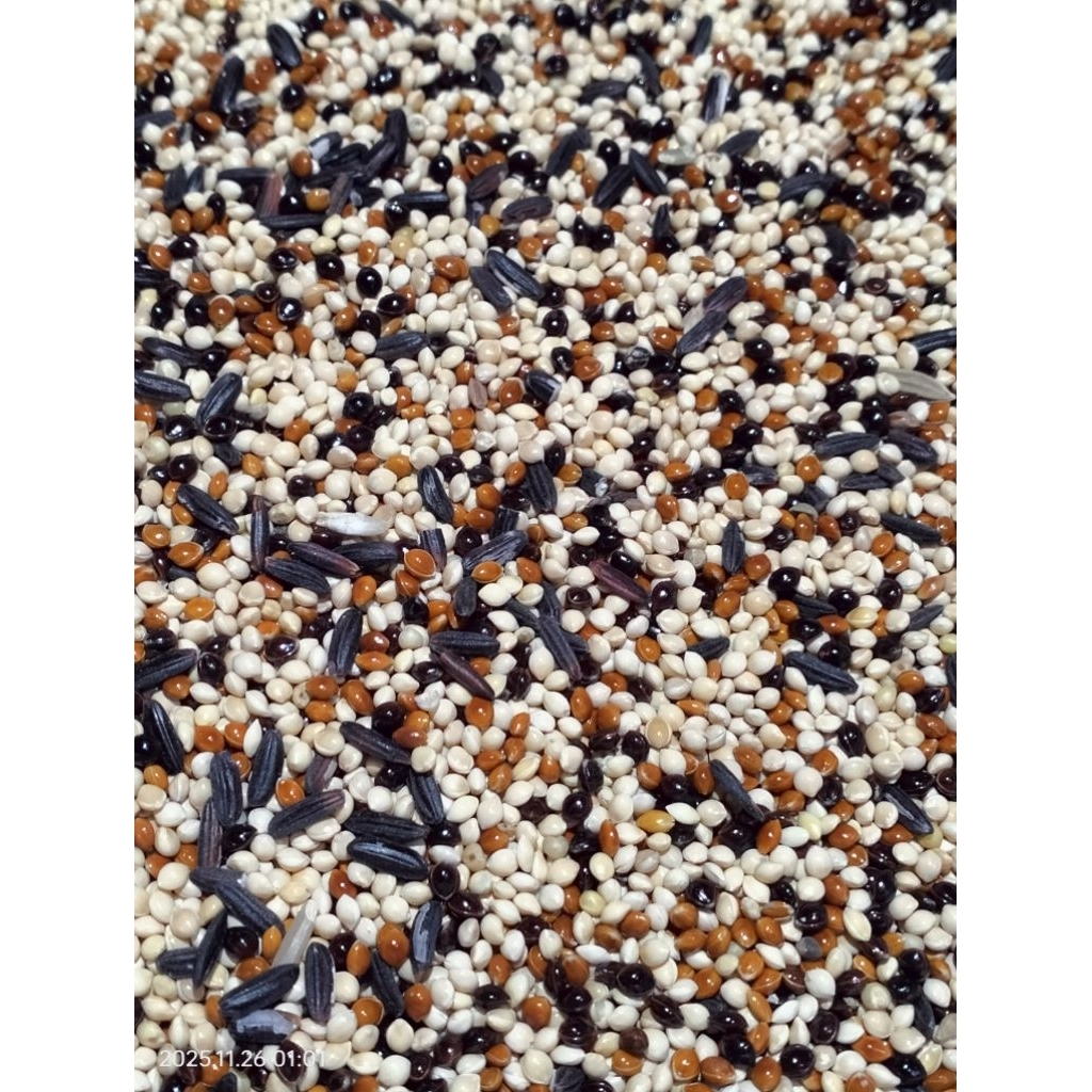 ( 1 KG ) MILET PUTIH CAMPUR MILET HITAM, MILET MERAH, DAN KETAN HITAM , GACOR UNTUK BURUNG PERKUTUT,