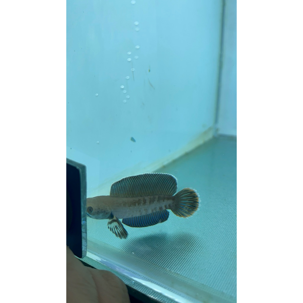 Channa Andrao 5-6cm Full Pelet